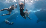 Uma dupla de tubarões-baleia deixou um grupo de jovens turistas fascinados, durante um mergulho na costa da cidade de Oslob, nas Filipinas