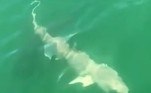 Era questão de tempo para que a tripulação de um barco pesqueiro na costa de Goodland, na Flórida (EUA), conseguisse dominar um tubarão-de-focinho-negro recém-fisgado