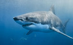 Quem poderia comer um monstro grande assim? A primeira possibilidade é, claro, um tubarão-branco, que pode chegar a 7 metros, sendo o peixe predador de maiores dimensões dos maresVEJA ISSO: 'Ativista carnívoro' come cabeça de porco crua em festival vegano