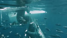 Tubarão-branco ataca mergulhador em alto-mar: 'Teve que nadar por sua vida'  