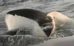... e flagraram o tubarão-branco sair da água, após ter engolido uma âncora que havia na frente da embarcaçãoVale o clique: Garis usam lixeiras para bloquear carro de família há 10 anos
