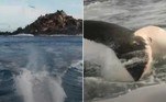 Um enorme tubarão-branco deixou pescadores em pânico, depois de colidir com o barco onde estavam