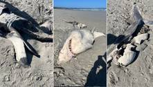 Descoberta misteriosa: tubarão-branco é encontrado em praia com metade do corpo faltando