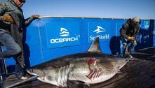 Assustador: pesquisadores rastreiam tubarão-branco gigante com mordidas de 'fera ainda maior'