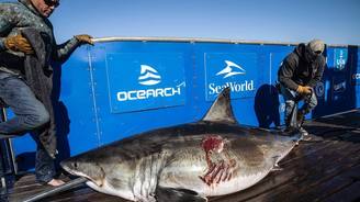 Pesquisadores rastreiam tubarão-branco gigante com mordidas de 'fera ainda maior' (Reprodução/Facebook/OCEARCH)
