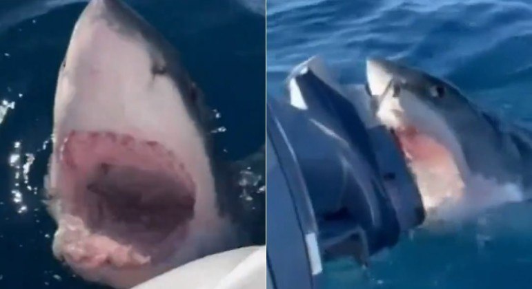 Tubarão-branco atacou motor de barco com família a bordo