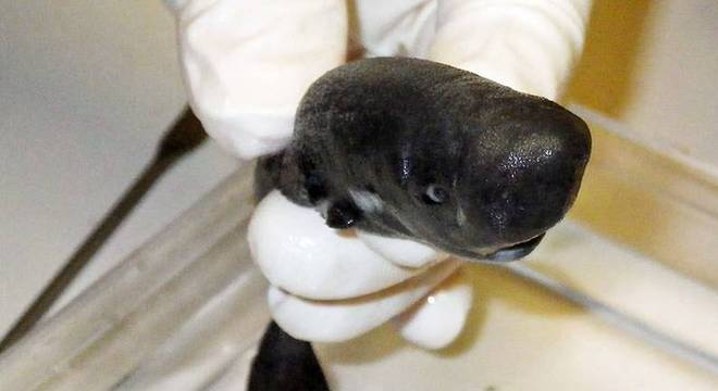 Nova espécie de pequeno tubarão que brilha foi descoberta no Golfo do México