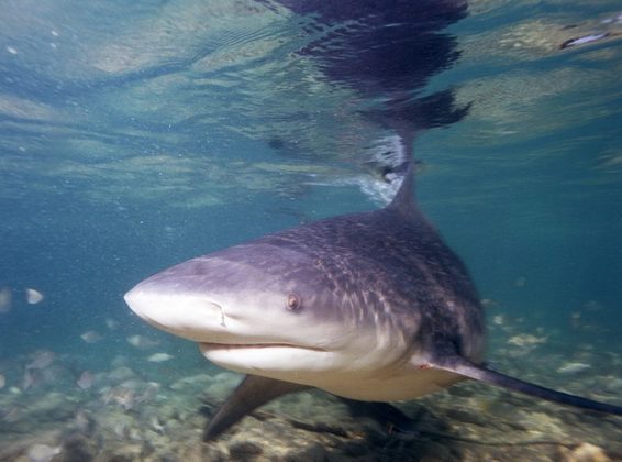 Tubarão-cabeça-chata: Esse tubarão adora águas rasas, costuma ser agressivo e pode aparecer inclusive em água doce! Nem banho de rio está a salvo na Austrália…