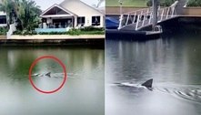 Tubarão é flagrado em canal que atravessa área residencial de luxo