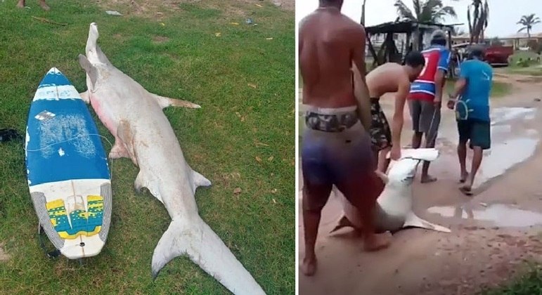 Sem perceber, banhista nada ao lado de tubarão em praia de Fortaleza, Ceará