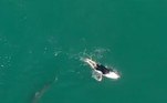 'Me sinto grato e muito estranho ao mesmo tempo', avaliou Wilkinson sobre a experiênciaAinda na Austrália, outro drone também registrou mais um tubarão-branco próximo de banhistas distraídos. Veja a seguir!