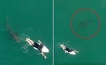 Um tubarão-branco foi flagrado por um drone a poucos centímetros de atacar um surfista desatento, em uma praia de Ballina, na Austrália