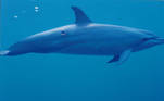 Uma das vítimas preferidas é o golfinho-rotador. Em regiões como o Havaí, pesquisas mostraram que 'praticamente todos' os exemplares da espécie possuem ao menos uma das marcas deixadas pelo tubarão