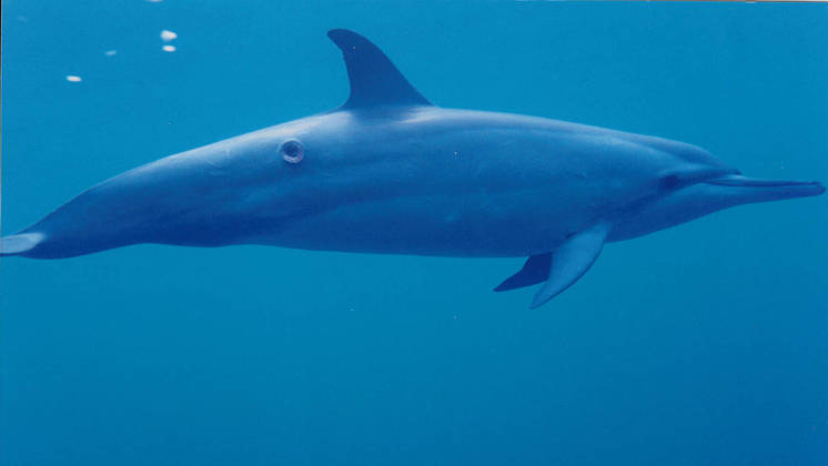 Uma das vítimas preferidas é o golfinho-rotador. Em regiões como o Havaí, pesquisas mostraram que 