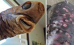 Por muitos anos, cientistas ficaram intrigados com marcas estranhas no corpo de focas, leões-marinhos, golfinhos e baleias. Descrições compararam as feridas a marcas de queimaduras de charuto, por serem perfeitamente arredondadas e com relevo. Às vezes, eram feridas bastante profundas, em animais tanto da superfície quanto de mais de 3 km de profundidade. Até descobrirem que era tudo culpa desse tubarão extremamente bizarro