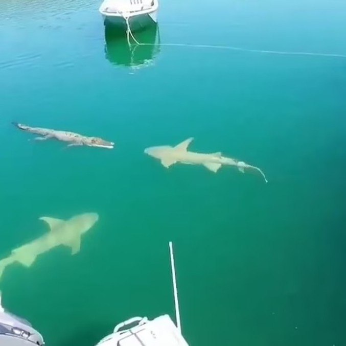 Esses tubarões chegaram perto da morte