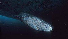 Tubarão-da-groenlândia é o animal mais velho da Terra, com idade estimada de 390 anos