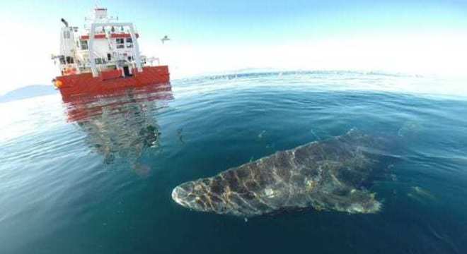 Tubarão de 400 anos é o animal mais velho do mundo