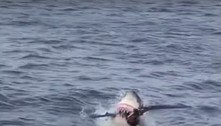 Ave marinha fica com preguiça de voar e é devorada por tubarão