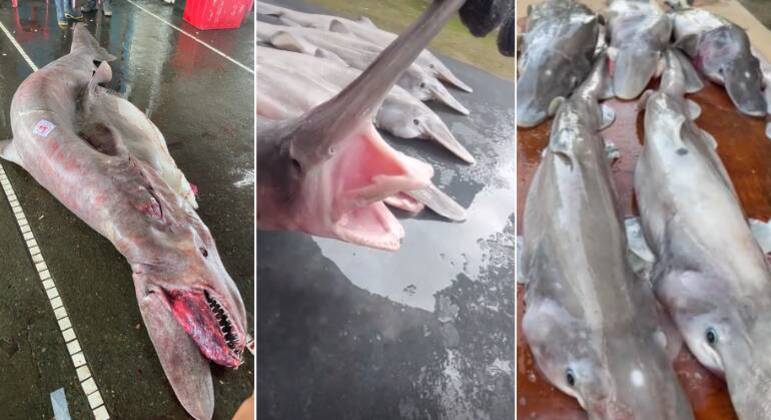 F&ecirc;mea estava gr&aacute;vida de seis beb&ecirc;s