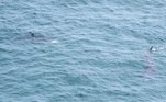 Segundo Michael, os animais não ficaram perto do homem por muito tempo. Após alguns minutos rondando