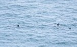 'Em uma das minhas fotos, você pode ver um dos tubarões nadando ao lado de um paddleboarder, o que dá uma sensação de escala para mostrar o quão grande esses tubarões podem ser