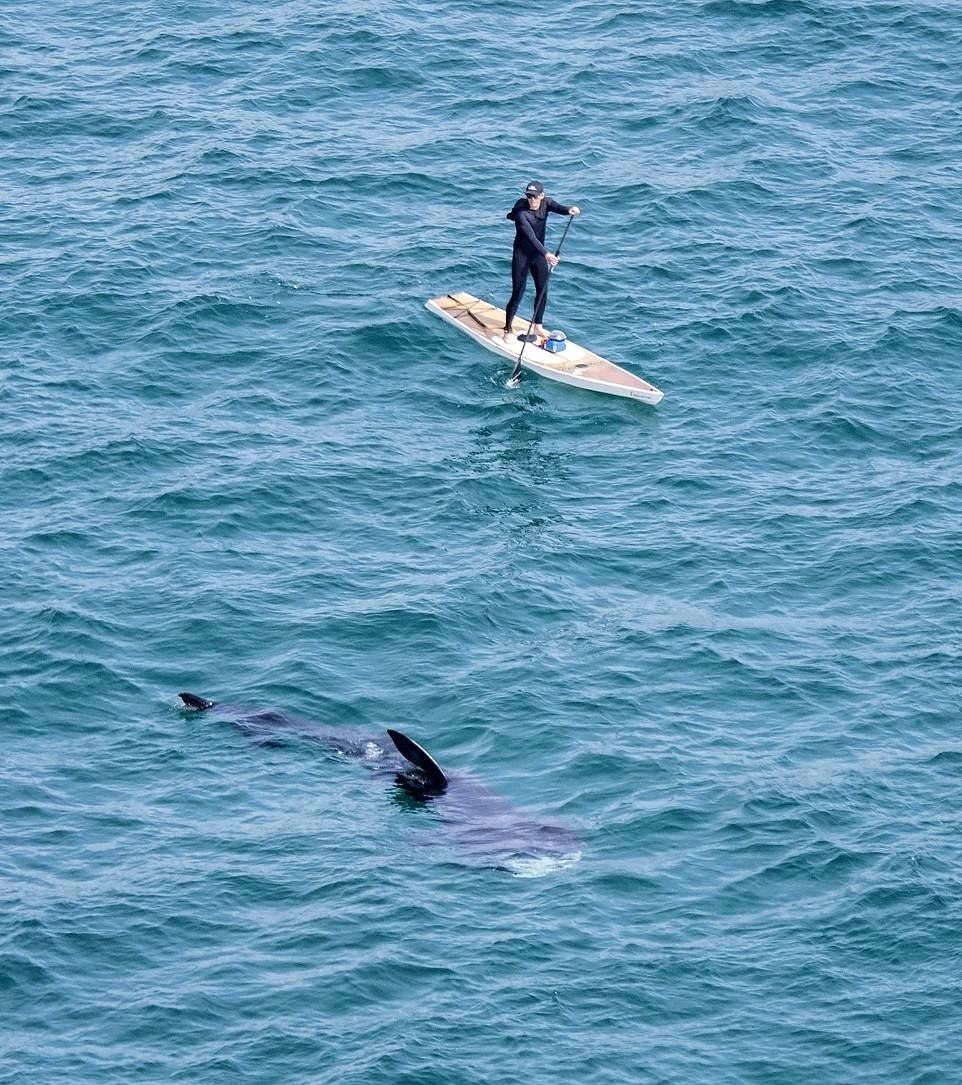 Implacável: garça devora rato gigantesco em duas goladas - Fotos - R7 Hora 7