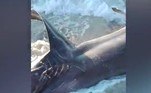 Quando adultos, costumam atacar outros peixes, tubarões, baleias e até barcosUm drone flagrou a aproximação de um tubarão de banhistas. Veja a seguir as imagens assustadoras!