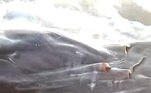 Outra possibilidade, segundo especialistas, é o que o espadarte tenha tentado espantar o tubarão raposa, durante a disputa de uma presa, e o acabou matando-oVEJA MAIS: Lince e cascavel são flagrados em duelo dramático pela vida