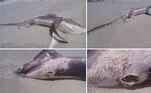 Uma fêmea de tubarão raposa foi morta por um ataque fatal de um espadarte (Xiphias gladius). A vítima apareceu empalada em uma praia da Líbia