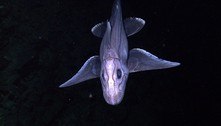 Espécie assustadora: tubarão 'fantasma' de olhos brilhantes é descoberto por cientistas