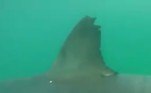 As imagens também mostram outros machucados espalhados pelo corpo do tubarão. No entanto, nenhum tão chocante quanto o da caudaVale o clique: OVNI faz manobra 'jamais vista' perto da Estação Espacial Internacional