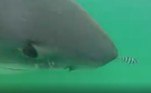 O registro surpreendente foi compartilhado no Facebook pela organização ambiental Atlantic White Shark Conservancy