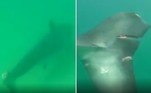 Um tubarão-branco de quase 5 m de comprimento foi flagrado com um enorme ferimento na cauda
