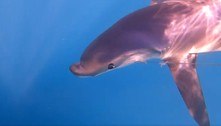Deformação no focinho faz tubarão ficar parecido com golfinho