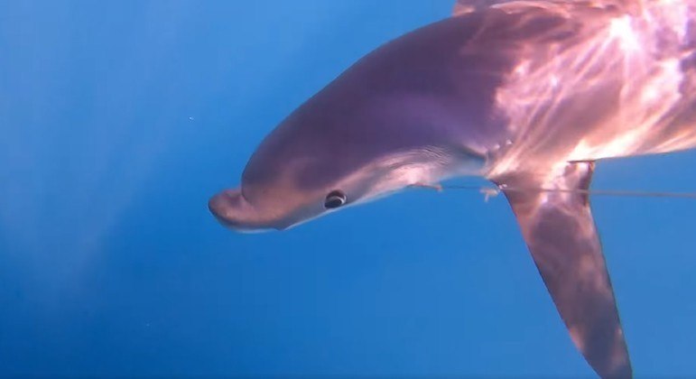 Tubarão com focinho deformado o deixou precido com golfinho