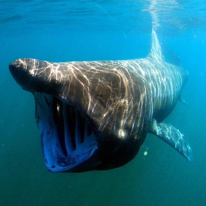 Este animal nada com a bocarra aberta