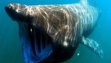 Foto submersa incrível revela tubarão-elefante, o segundo maior peixe conhecido