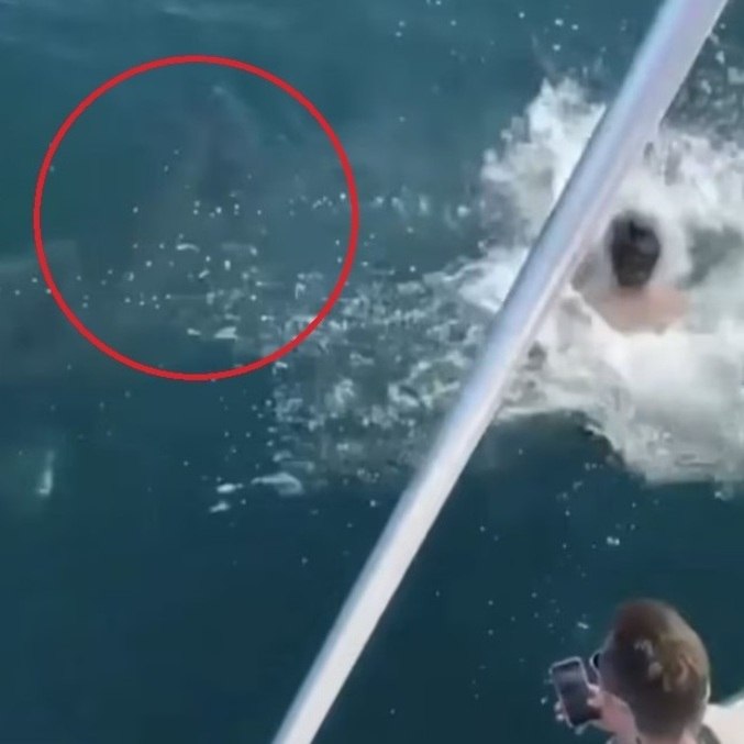 Dupla pulou em cima de tubarão inofensivo e acabou criticada