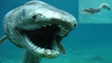 Vídeo no Japão mostra tubarão de espécie pré-histórica de 80 mi de anos?