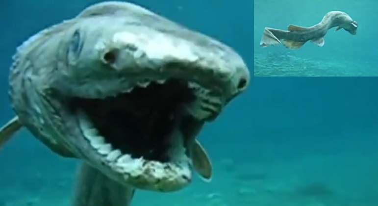 Video filmed in Japan shows a prehistoric shark 80 million years old
