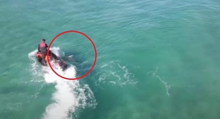 Tubarão de 3 m deu uma cabeçada violenta no jet ski e quase derrubou ocupante