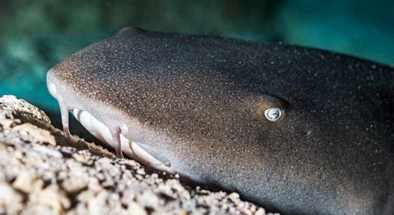 Tubarão-lixa é mais sedentário que outras espécies