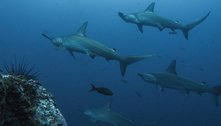 População de tubarões diminuiu 71% nos últimos 50 anos