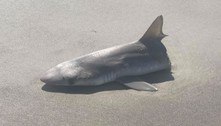 Tubarão é encontrado pela metade em praia e gera temor na web