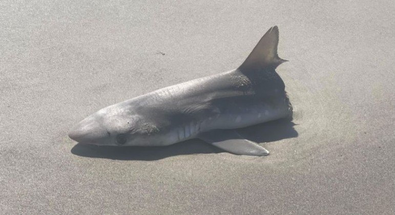 Tubarão foi encontrado pela metade em praia do Canadá