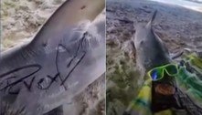 Tubarão é encontrado morto, com óculos escuros e pichado