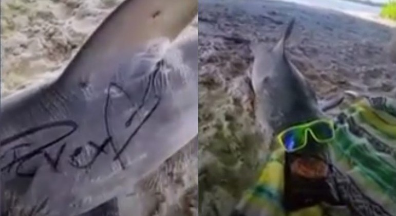 Tubarão foi encontrado morto na Flórida, com óculos escuros e pichado