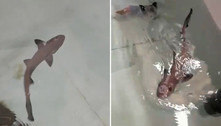 Ciência intrigada: tubarão nasce em tanque só com fêmeas há 10 anos