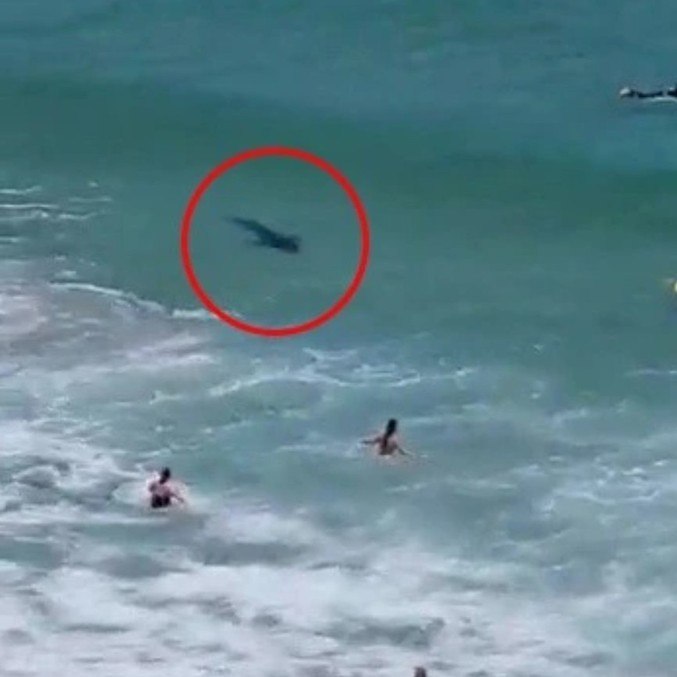 Tubarão passou perto dos banhistas, que não perceberam a presença do predador